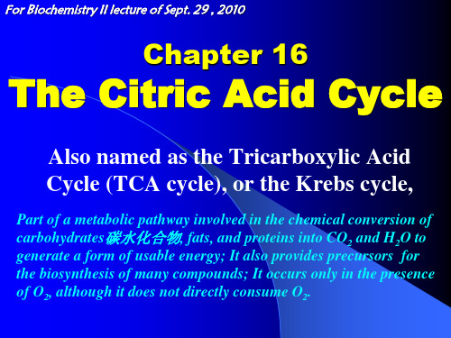 Chapter 16 the Citric Acid____ Cycle