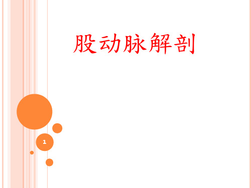 股动脉解剖ppt课件