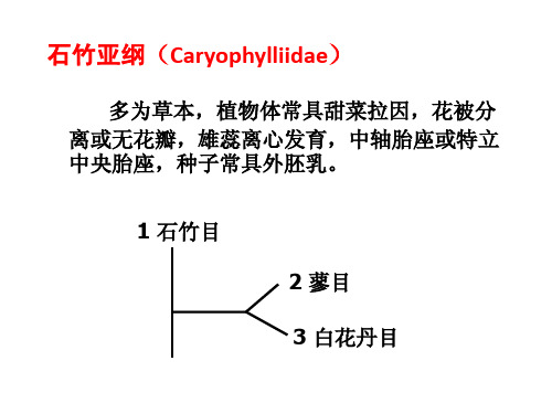 野外植物3