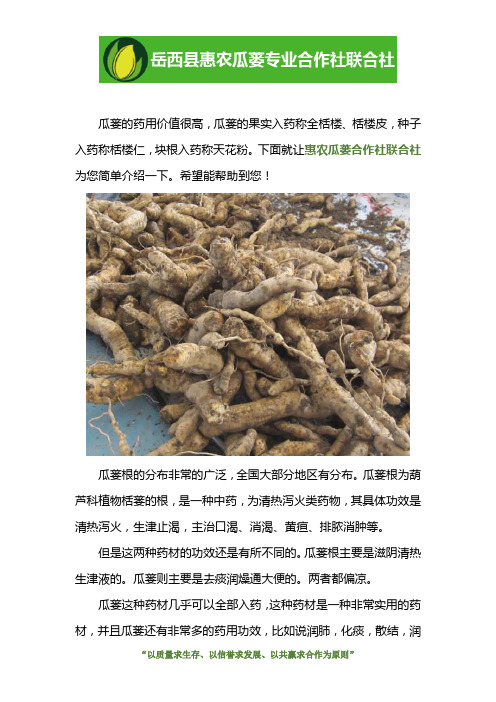 瓜蒌根和瓜蒌一样吗