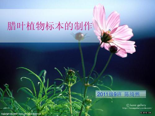 腊叶标本制作