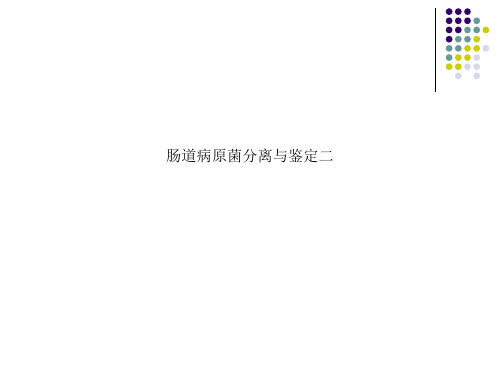 肠道病原菌分离与鉴定二