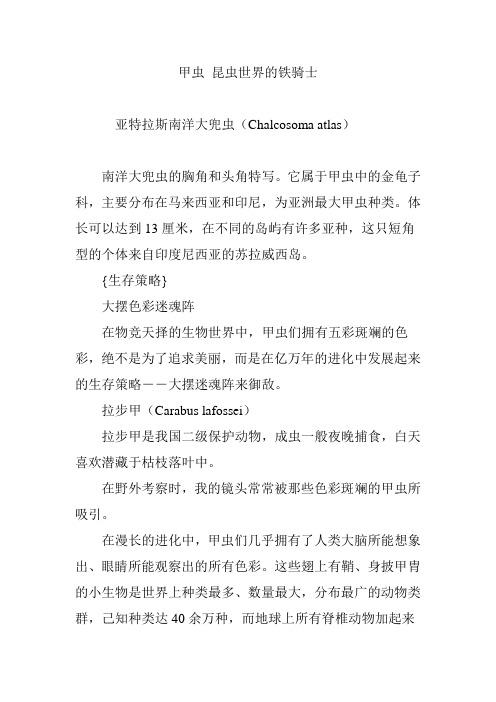 甲虫 昆虫世界的铁骑士