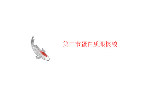 第三节蛋白质跟核酸-讲义