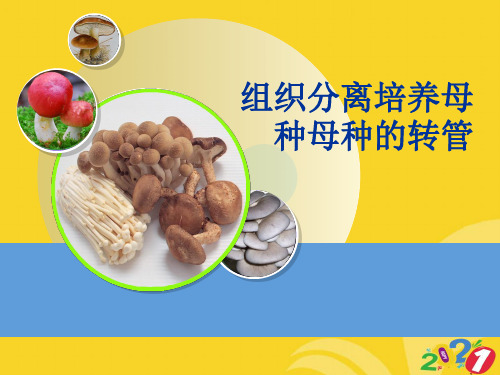 组织分离培养母种母种的转管PPT优资料