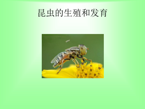 昆虫的生殖和发育