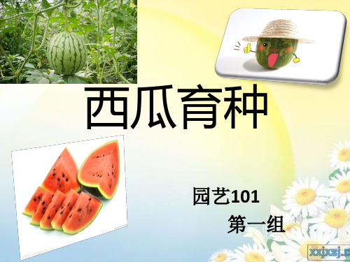 西瓜育种ppt