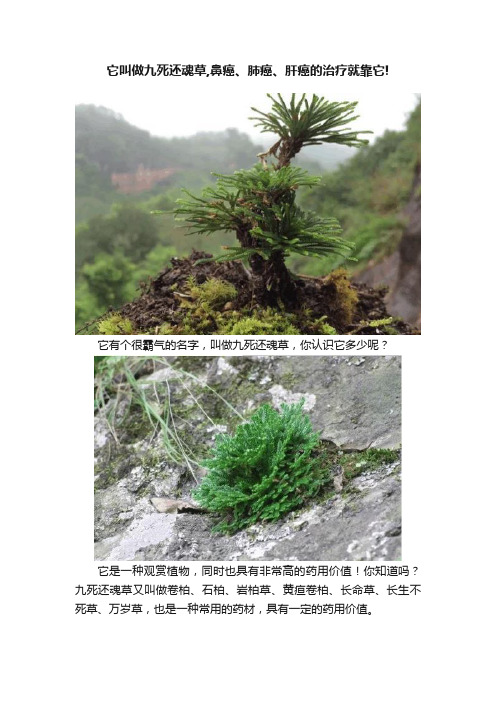 它叫做九死还魂草,鼻癌、肺癌、肝癌的治疗就靠它!