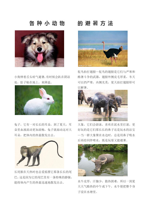 动物是怎样避暑的