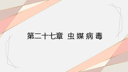 《病原生物与免疫学》课件27虫媒病毒