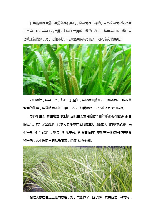 石菖蒲和菖蒲一样吗
