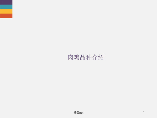 肉鸡品种介绍PPT课件