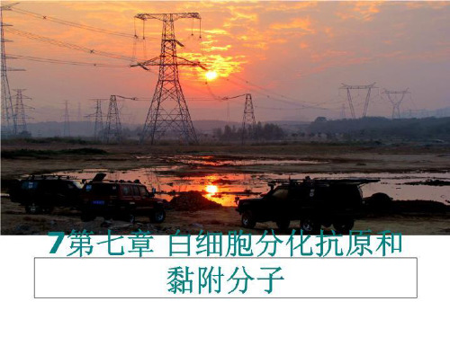 最新7第七章 白细胞分化抗原和黏附分子幻灯片课件