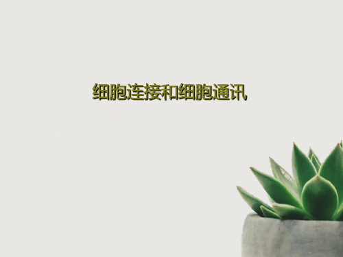 细胞连接和细胞通讯29页PPT