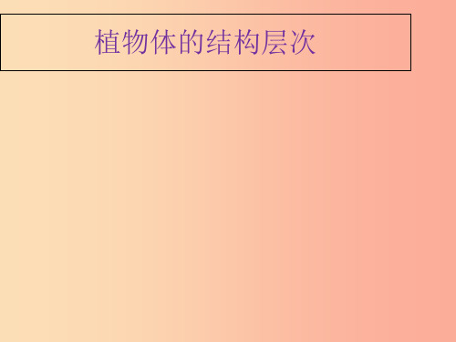 七年级生物上册 2.2.3植物体的结构层次教学课件  新人教版PPT