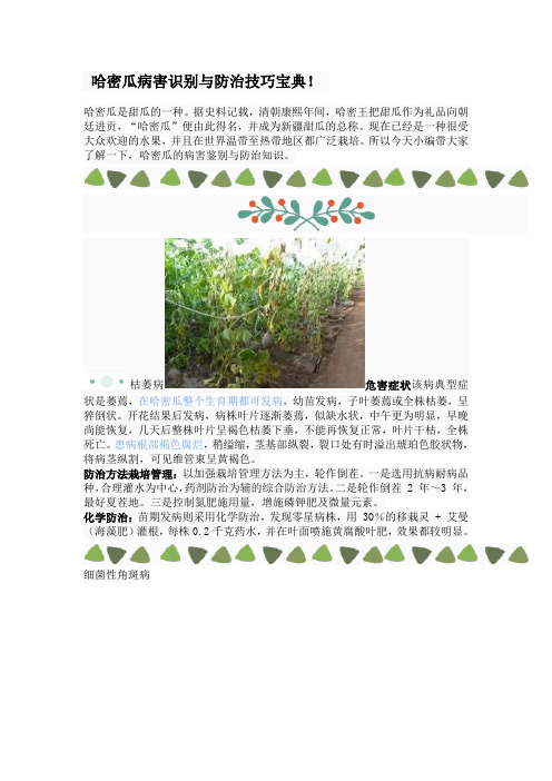哈密瓜病害识别与防治技巧宝典