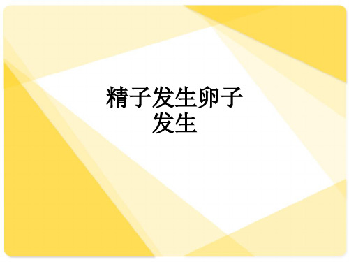 精子发生卵子发生ppt课件
