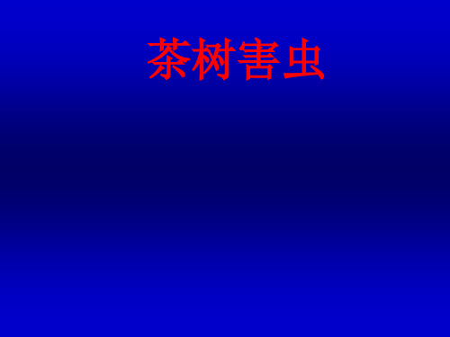 茶树害虫
