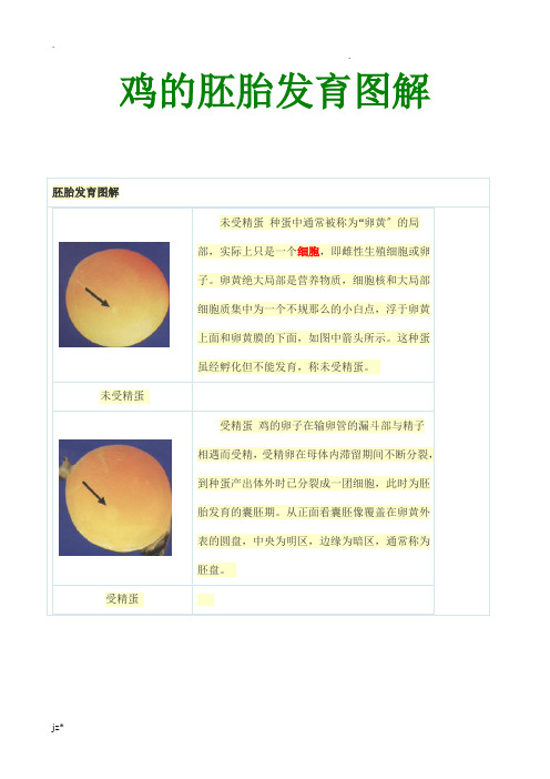 鸡的胚胎发育图解
