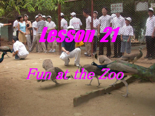 2021年冀教版八年级英语下册Lesson 21 Fun at the Zoo精品课件