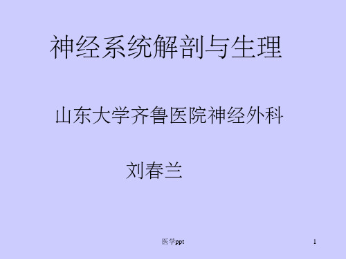 神经系统解剖与生理