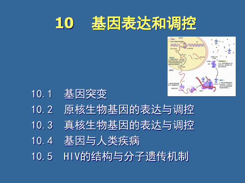 基因表达和调控现代生物学导论