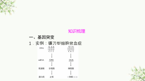 基因突变 知识点ppt课件
