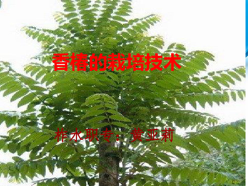 香椿的栽培技术