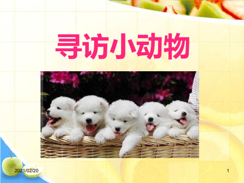 小学三年级上册科学 《寻访小动物》动物优质课件PPT