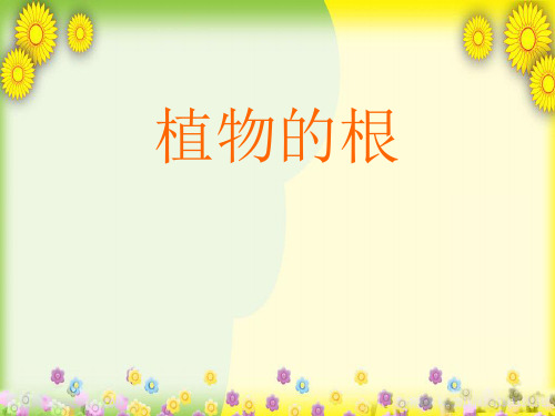 (青岛版)小学科学四上《 植物的根》PPT课件(同课异构) (1)
