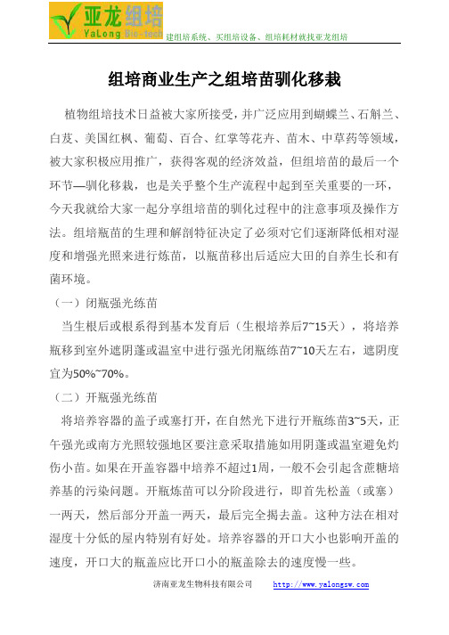 亚龙组培分享组培商业生产之组培苗驯化移栽