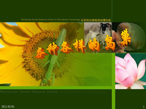 各种各样的鸟巢优质课件PPT