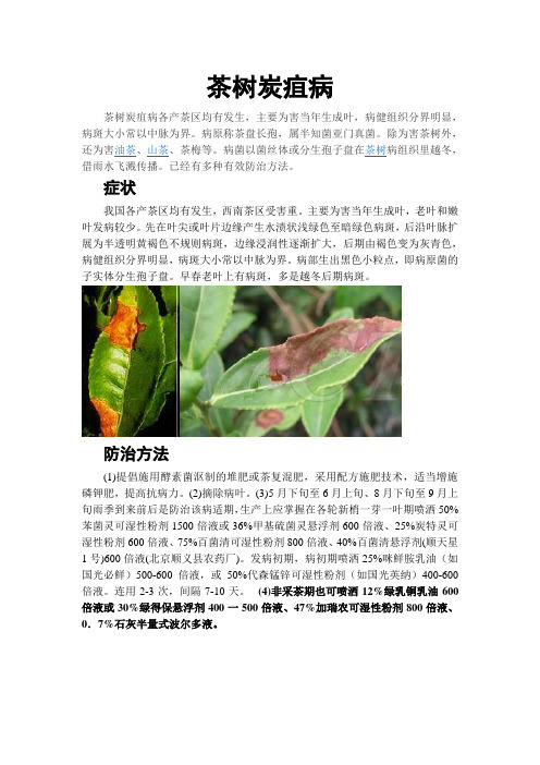 茶树炭疽病防治指南
