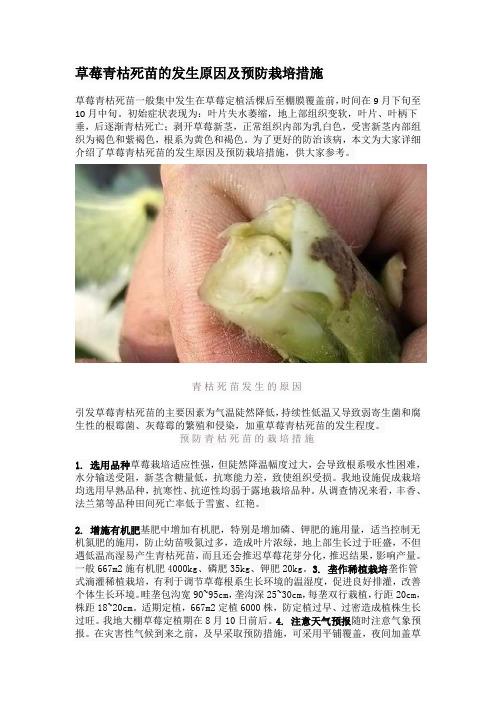 草莓青枯死苗的发生原因及预防栽培措施