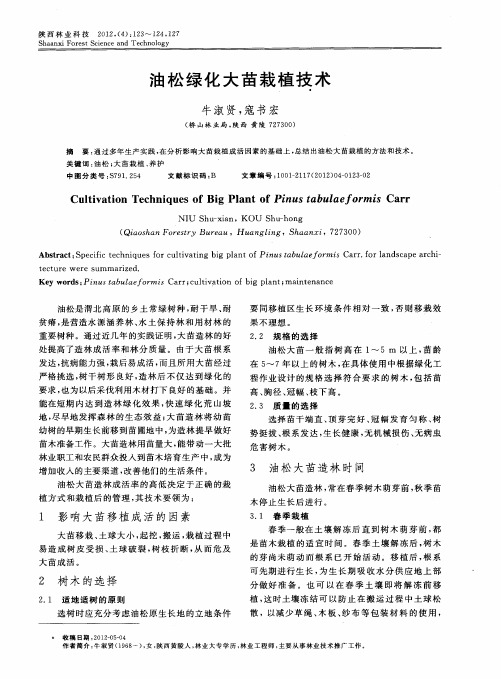 油松绿化大苗栽植技术