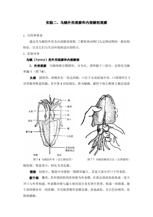 普通动物学实验二