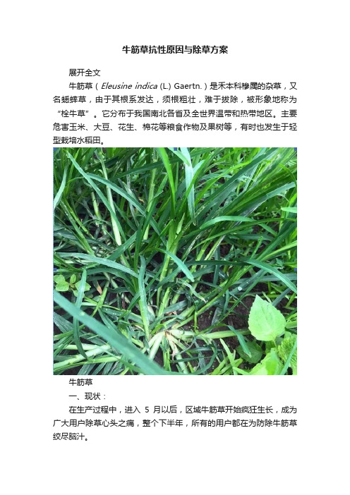 牛筋草抗性原因与除草方案