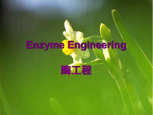第六章 酶的人工模拟 酶工程课件