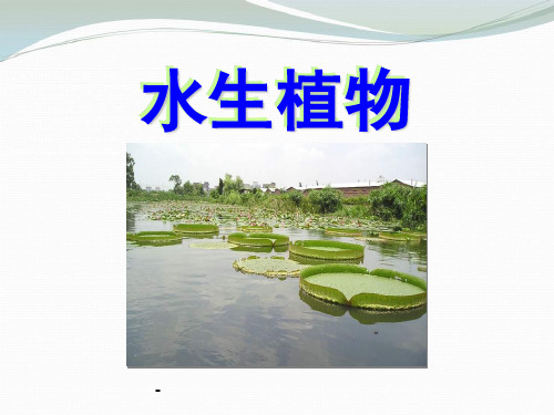 教科版科学三上《观察水生植物》ppt课件