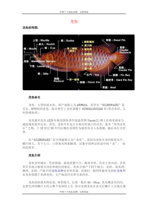 龙鱼结构及概述