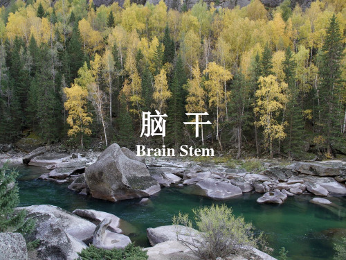 人体解剖学：脑干