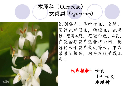 木犀科女贞属