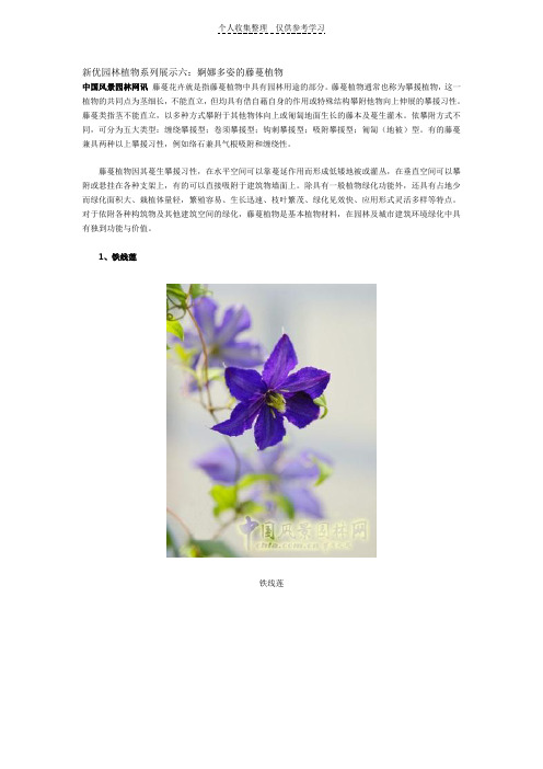 新优园林植物系列展示-藤本植物