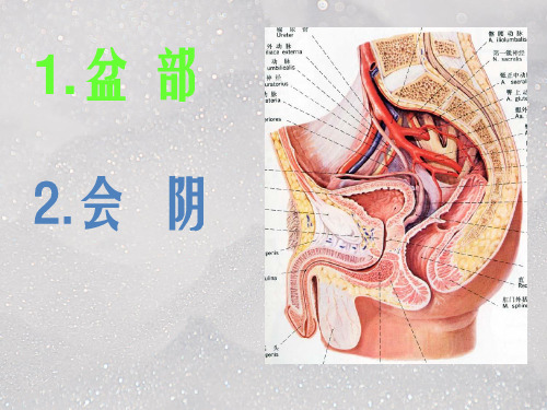 会阴解剖