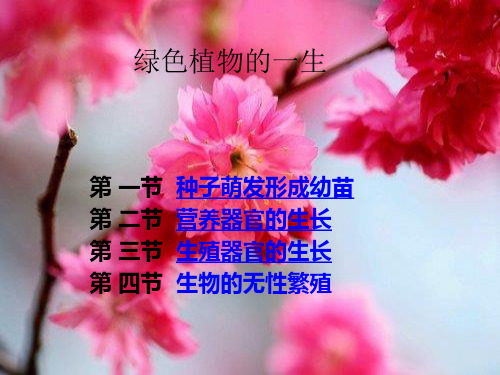 绿色开花植物的生活史复习课件 - 123