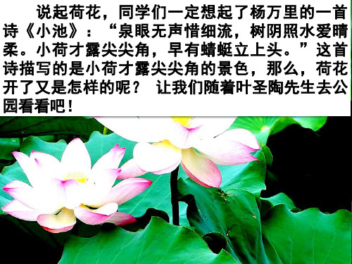 部编人教版—三年级下册 《荷花》精品课件 