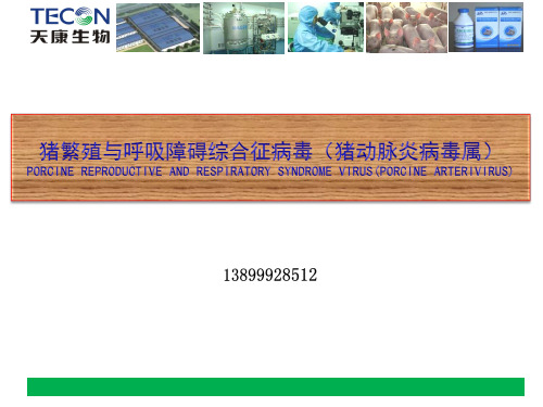 猪蓝耳病PRRSV(猪病学第十版读书笔记)PPT课件