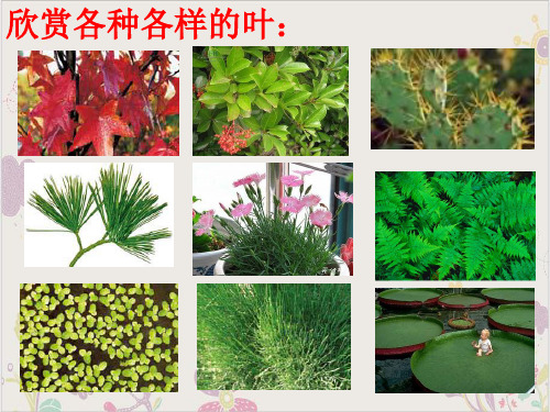浙教版科学八年级下册4.5植物的叶与蒸腾作用课件