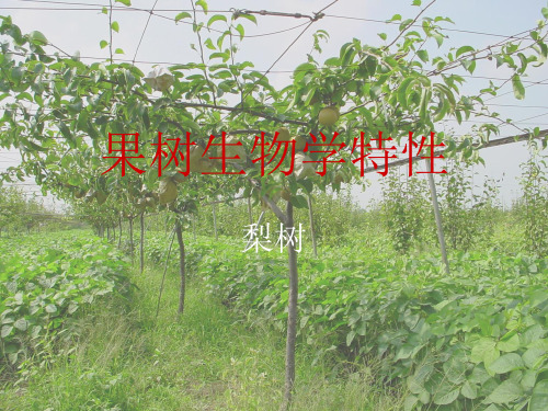 果树生物学---梨树解析