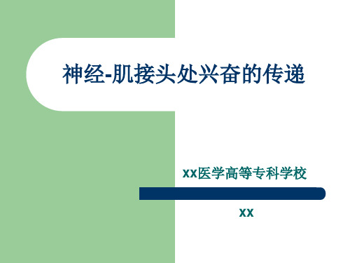 神经-肌接头处兴奋的传递